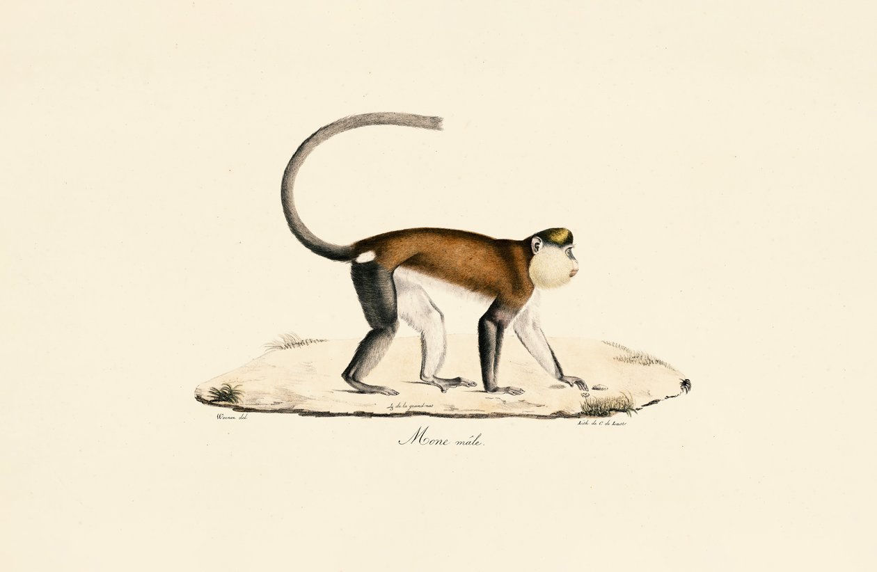 Macaco Mona de Jacques Christophe Werner