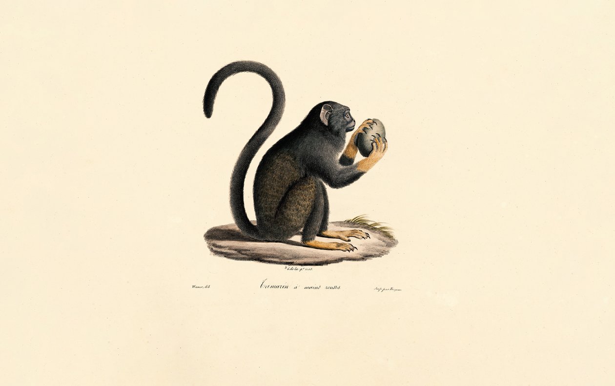 Mona Monkey com fruta de Jacques Christophe Werner