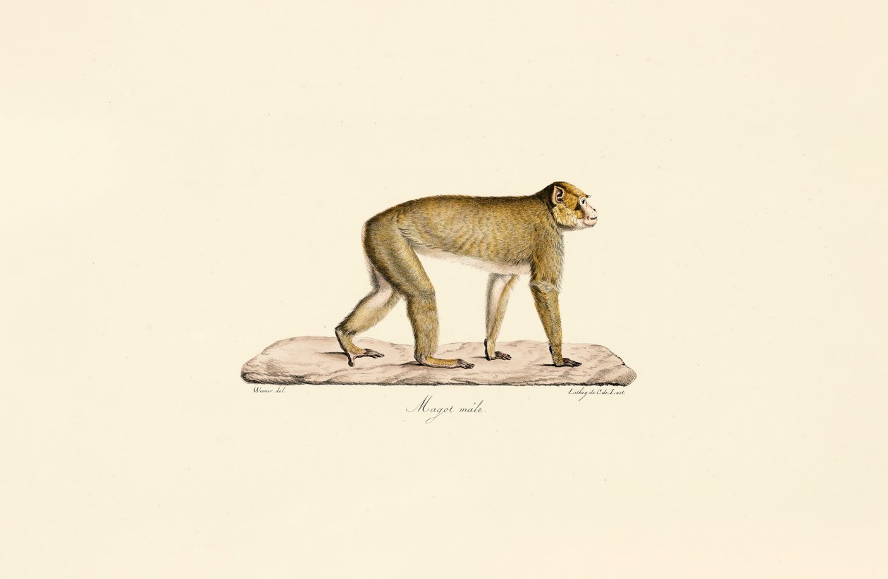 Macaque mouro (macho) de Jacques Christophe Werner