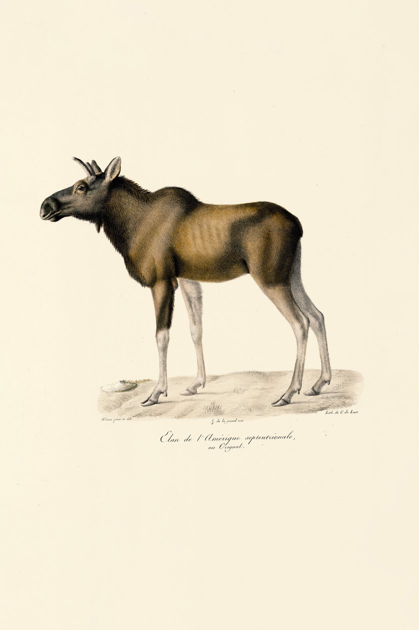 Alce (Alces alces) de Jacques Christophe Werner