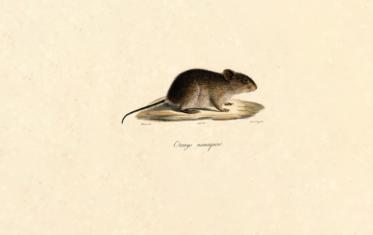 Rato da rocha de Namaqua de Jacques Christophe Werner