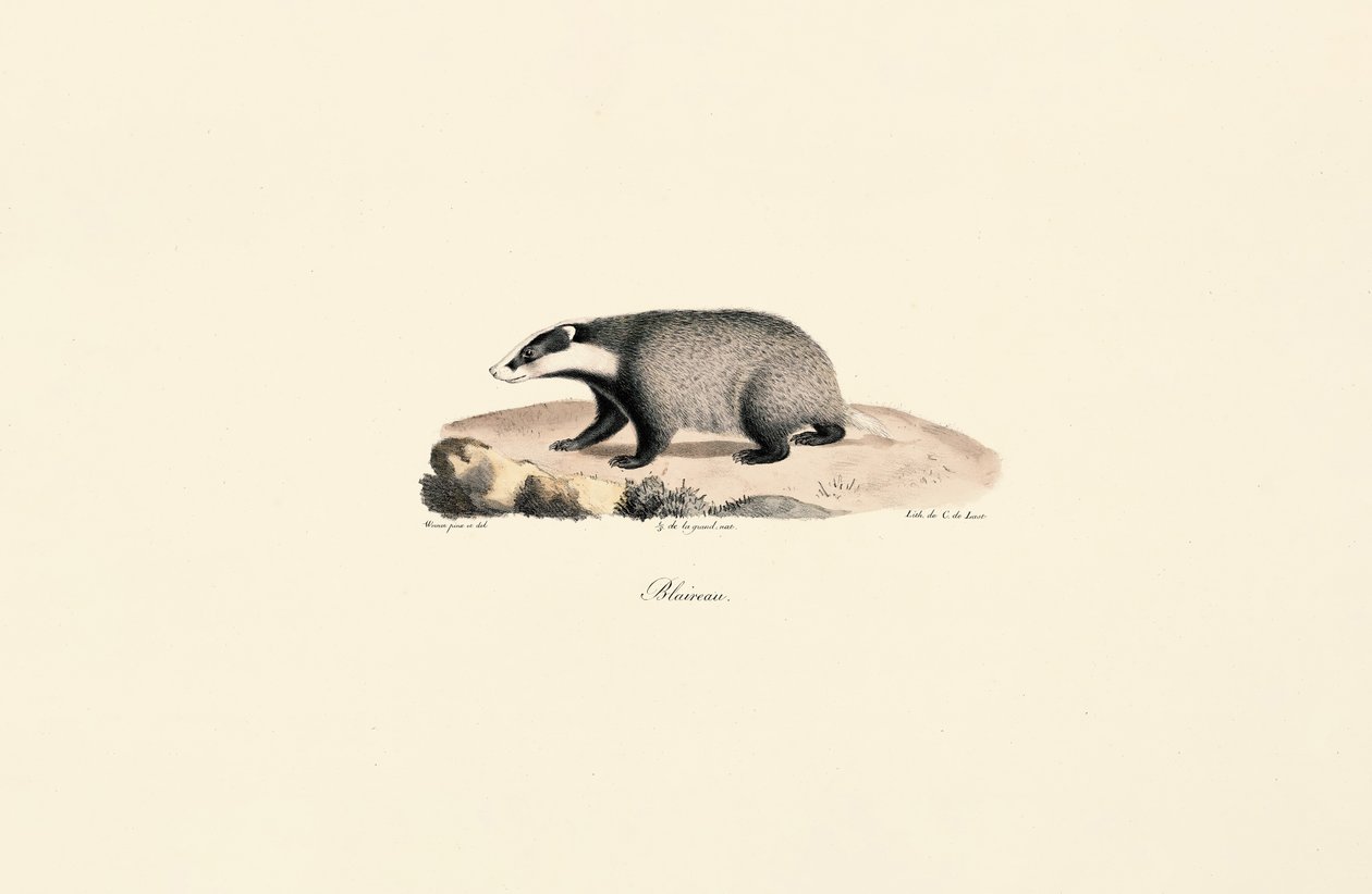 Cão da Terra Nova de Jacques Christophe Werner
