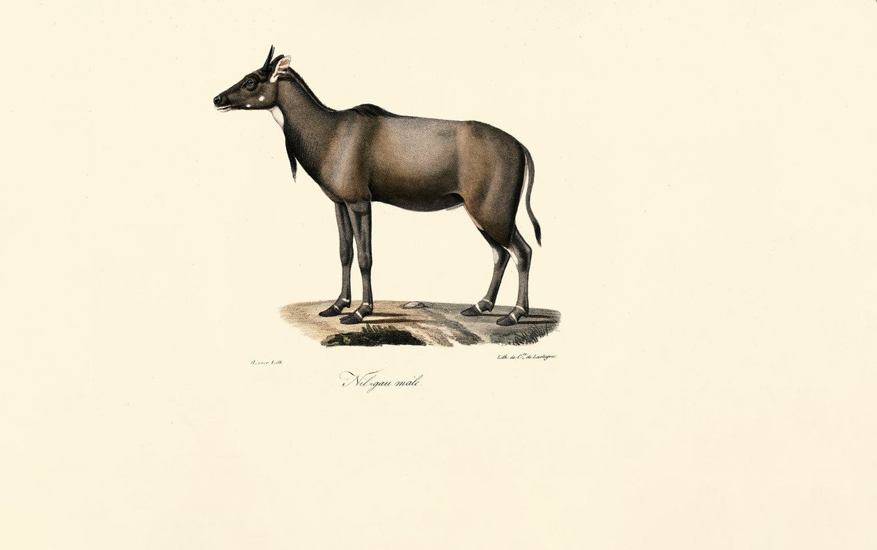 Antílope Nilgai (Nilgai, macho) de Jacques Christophe Werner