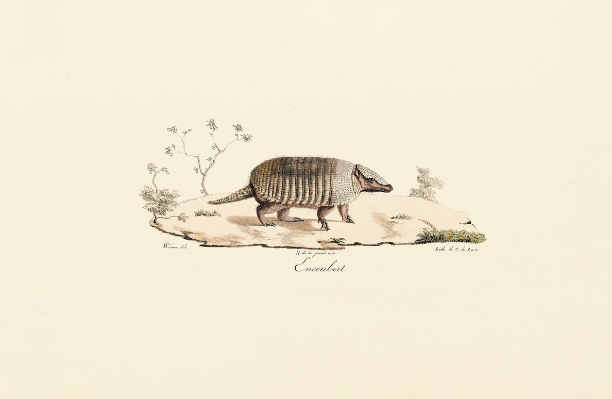 Tatu de nove bandas de Jacques Christophe Werner