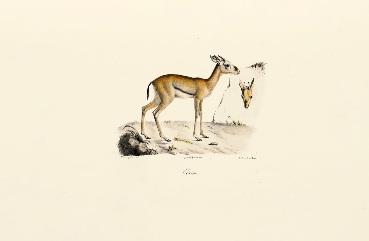 Gazela do Norte de África de Jacques Christophe Werner