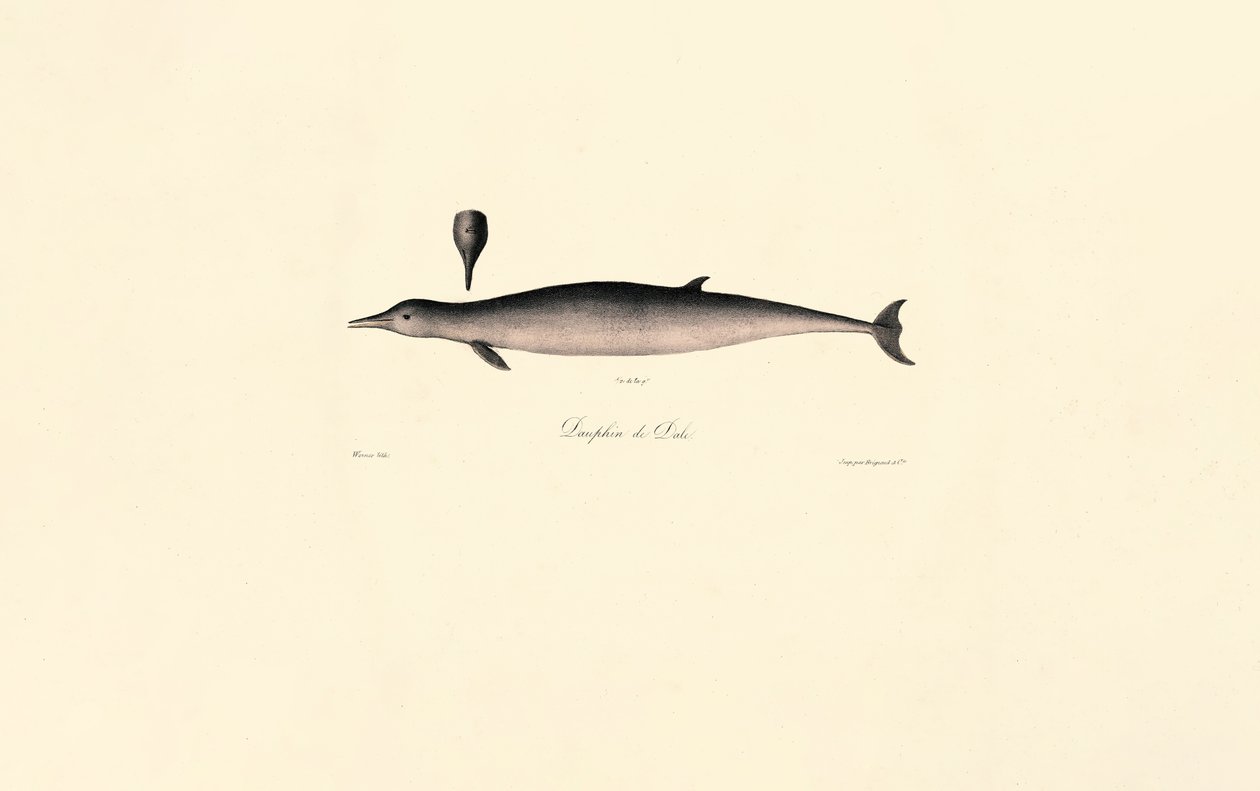 Baleia-franca-do-norte de Jacques Christophe Werner
