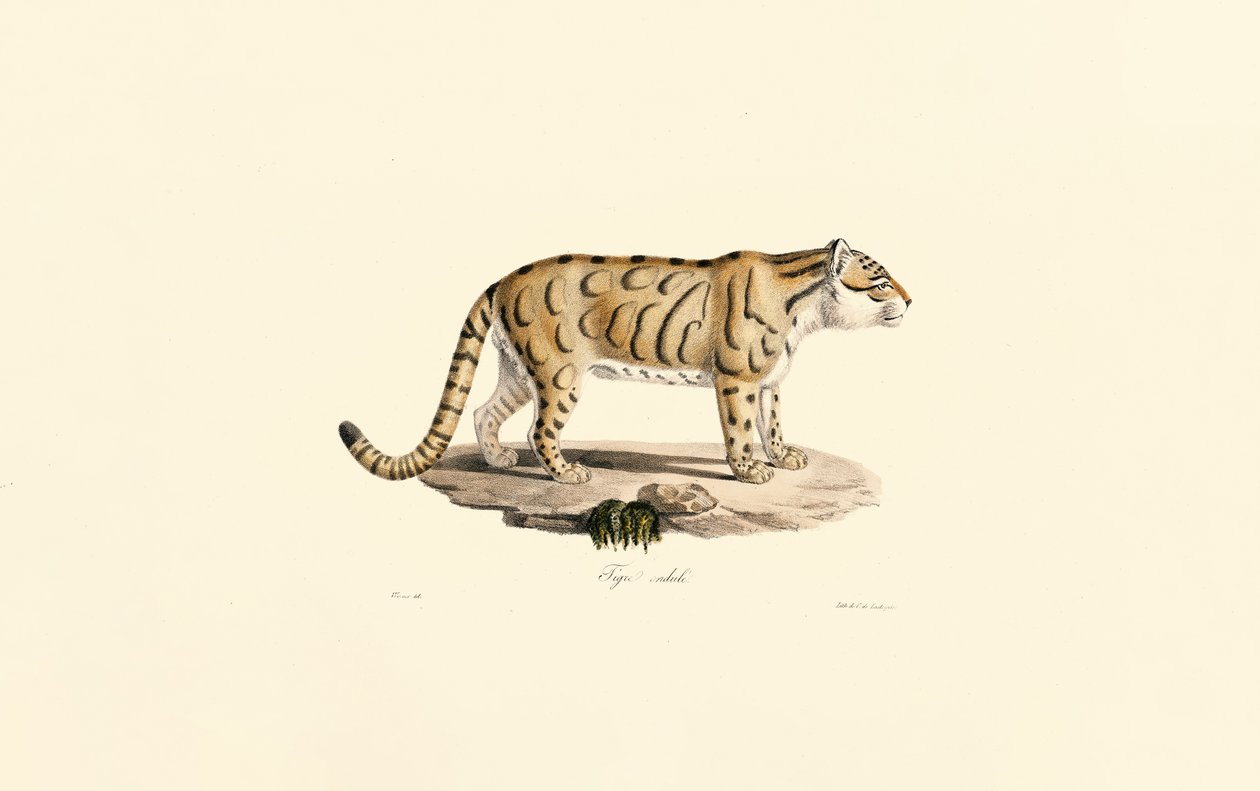 Jaguatirica (Leopardus pardalis) de Jacques Christophe Werner