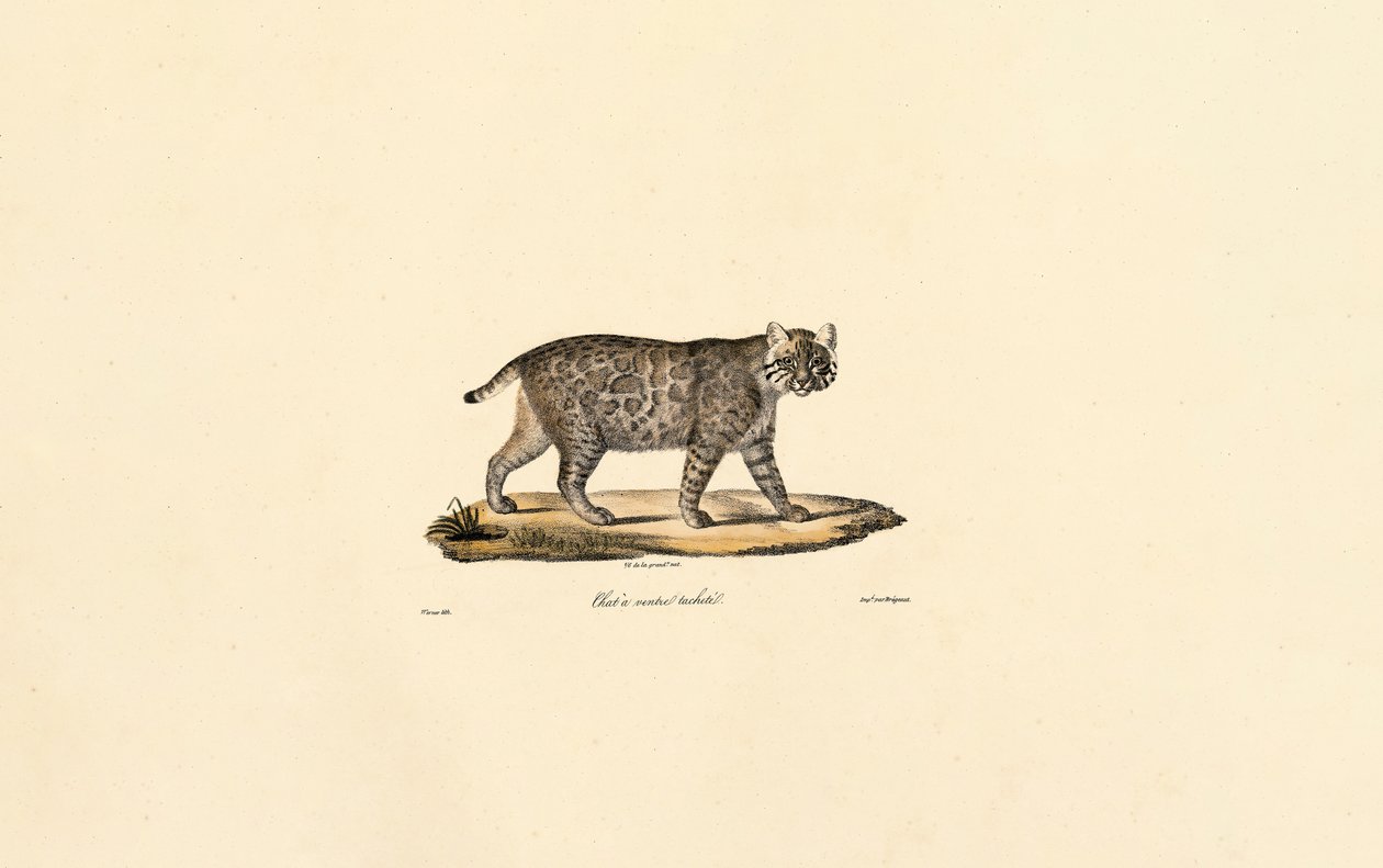 Jaguatirica de Jacques Christophe Werner