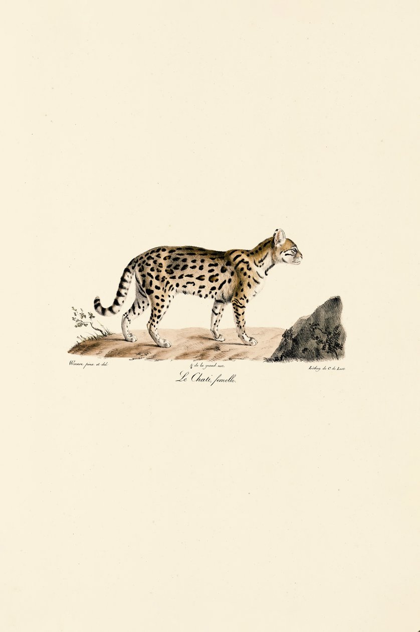 Jaguatirica, fêmea de Jacques Christophe Werner