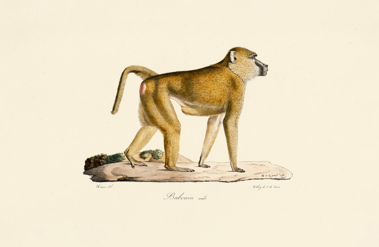 Babuíno de oliveira (macho) de Jacques Christophe Werner