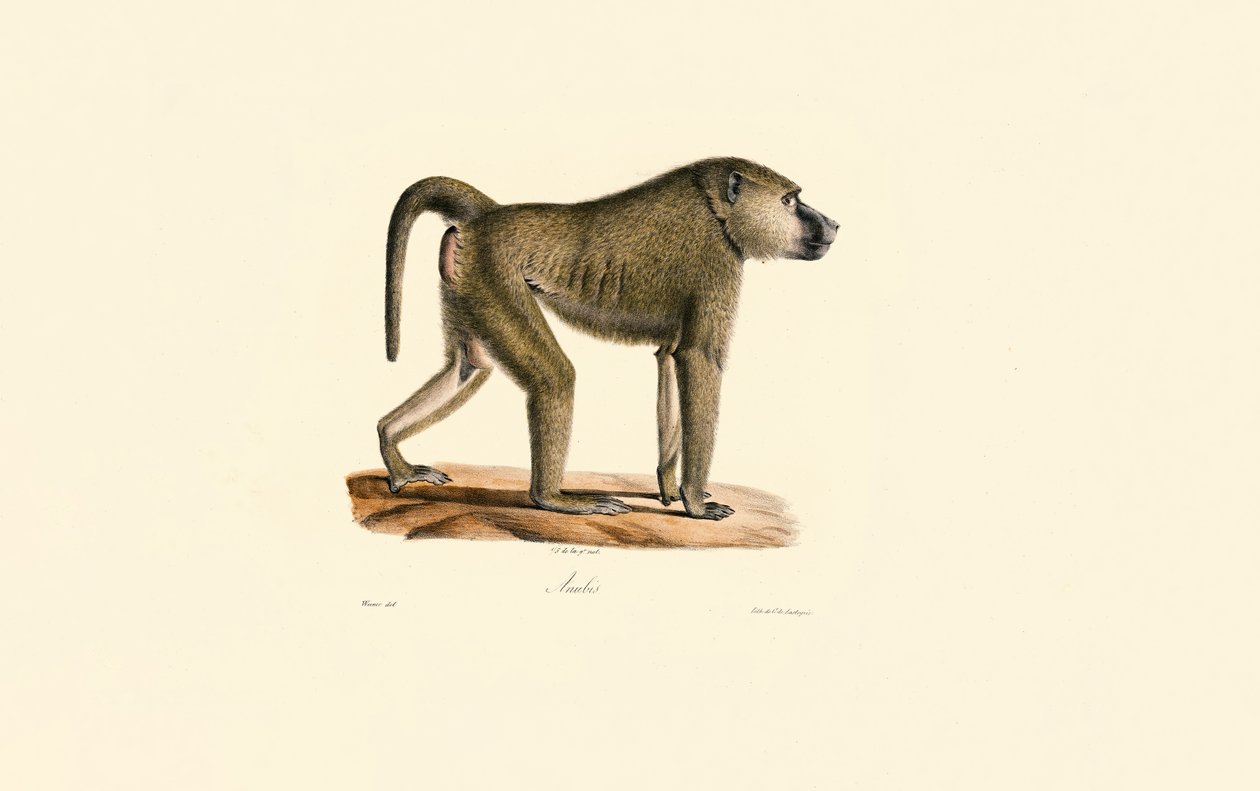 Babuíno das Oliveiras de Jacques Christophe Werner