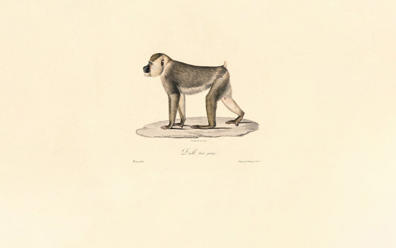 Babuíno das Oliveiras de Jacques Christophe Werner