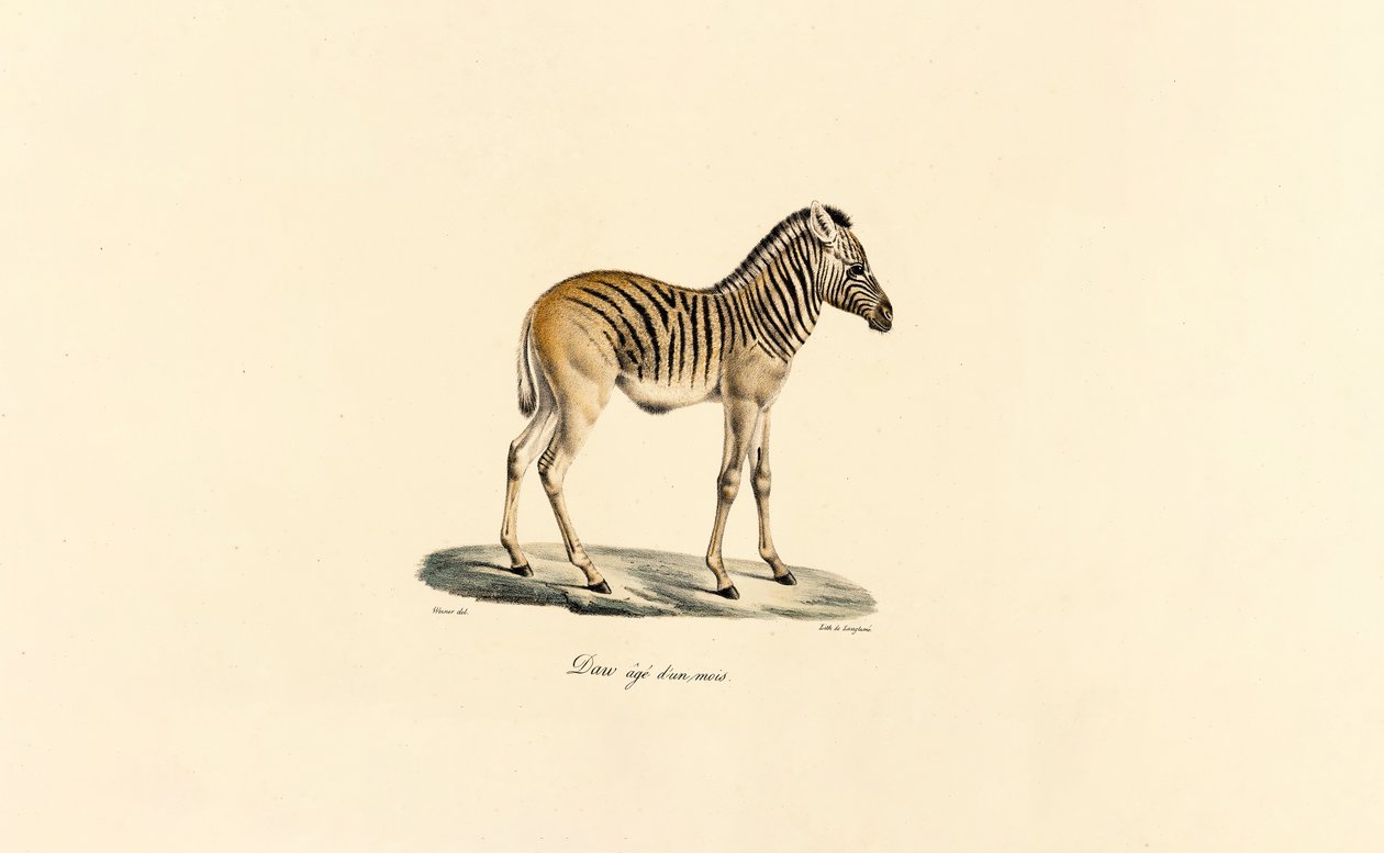 Zebra da montanha com um ano de idade de Jacques Christophe Werner