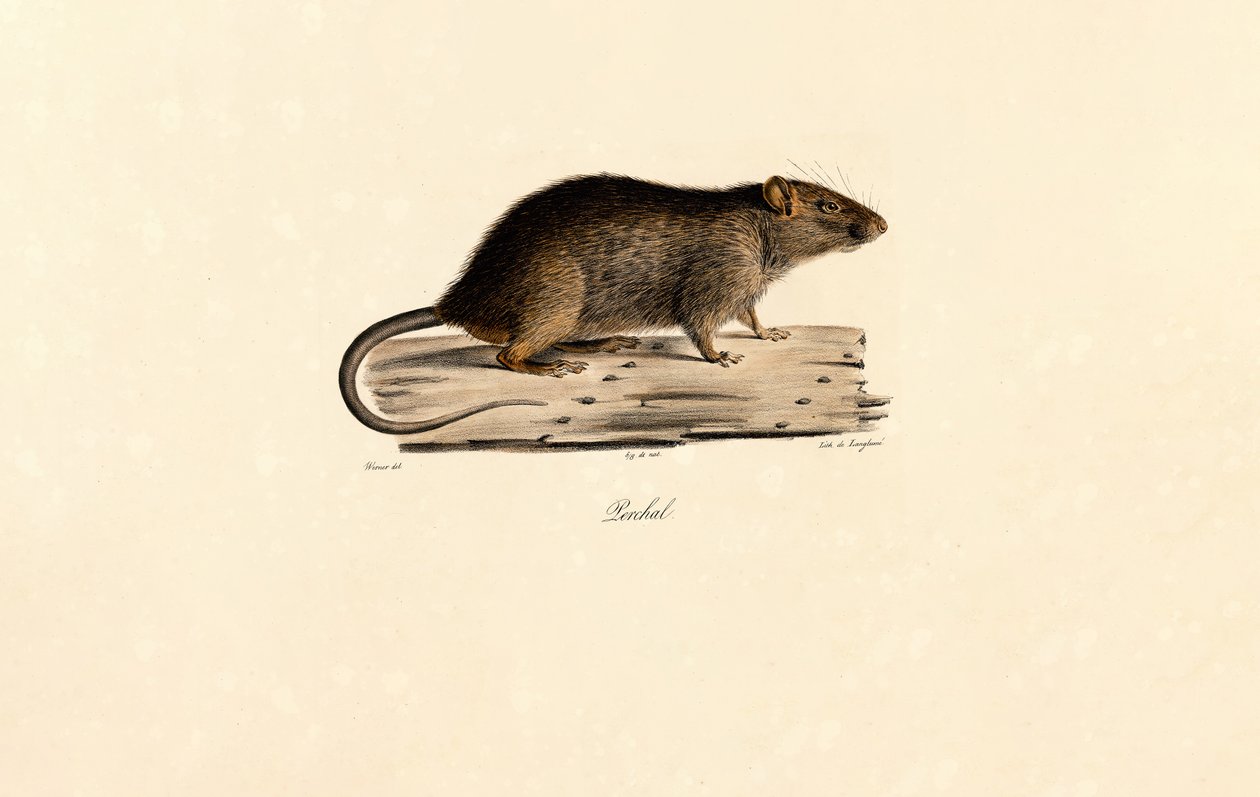 Rato do Pacífico de Jacques Christophe Werner