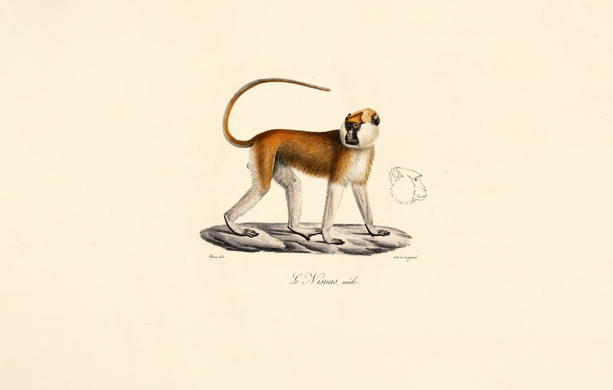 Macaco Patas (Macho) de Jacques Christophe Werner