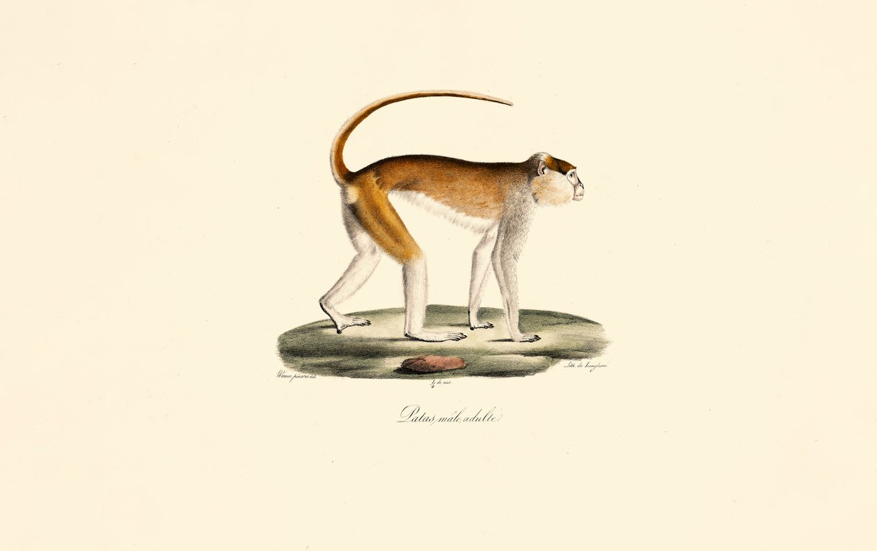 Macaco Patas (macho adulto Patas) de Jacques Christophe Werner