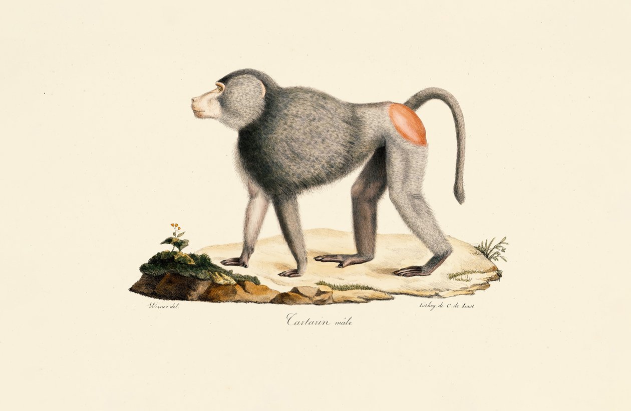 Patas de macaco de Jacques Christophe Werner