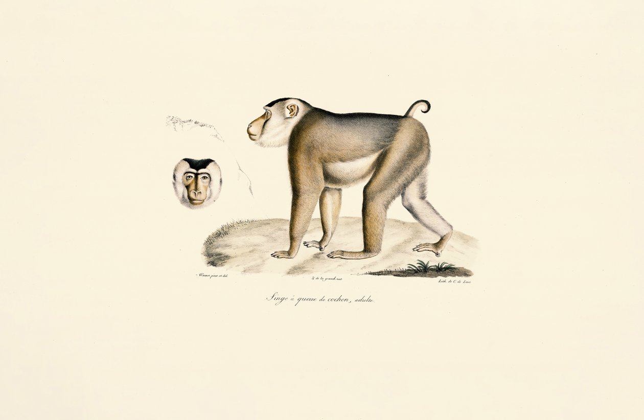 Macaque de cauda de porco (adulto) de Jacques Christophe Werner