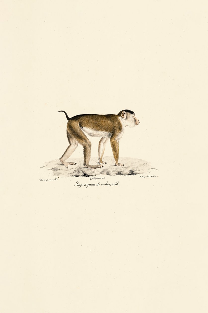 Macaque de cauda de porco (macho) de Jacques Christophe Werner