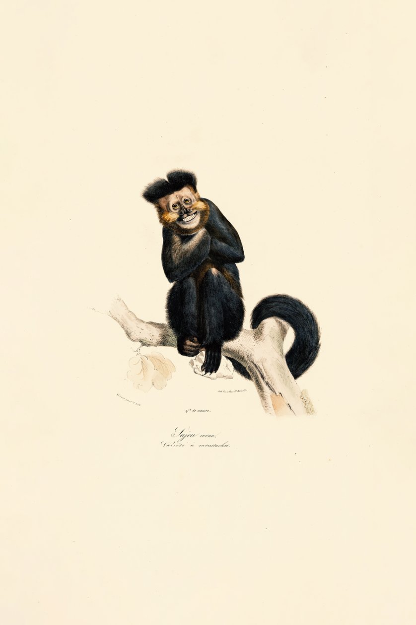 Gibão pileado de Jacques Christophe Werner