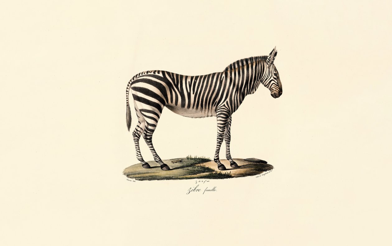 Zebra das planícies, fêmea de Jacques Christophe Werner