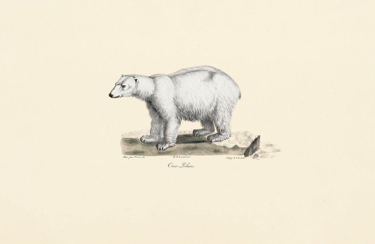 Urso Polar de Jacques Christophe Werner