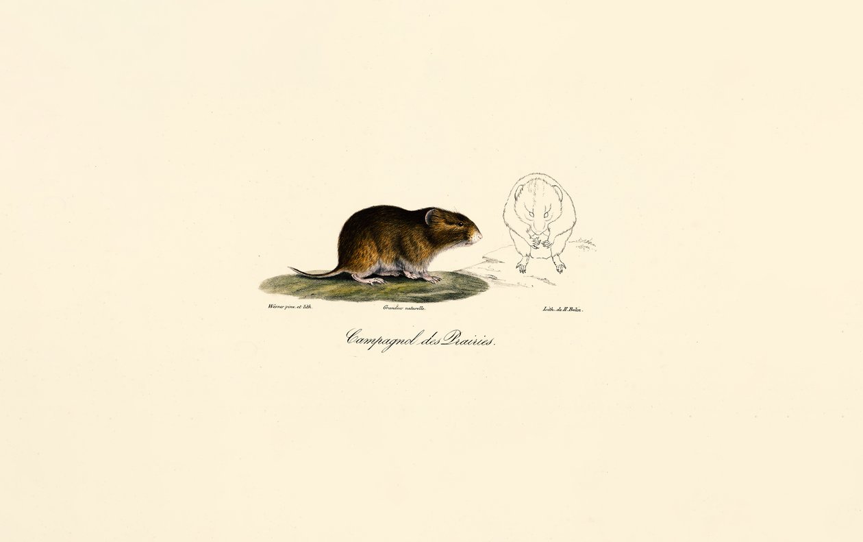 Ratazana da pradaria (ratazana dos prados) de Jacques Christophe Werner