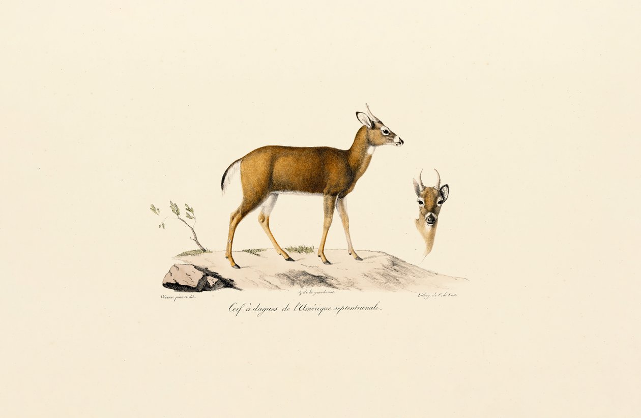 Antílope Pronghorn de Jacques Christophe Werner