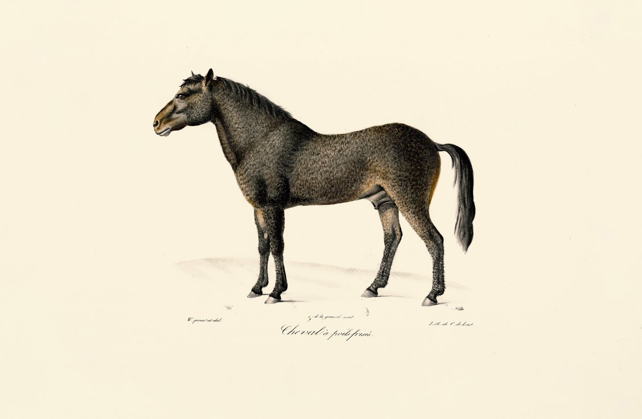 O cavalo de Przewalski de Jacques Christophe Werner
