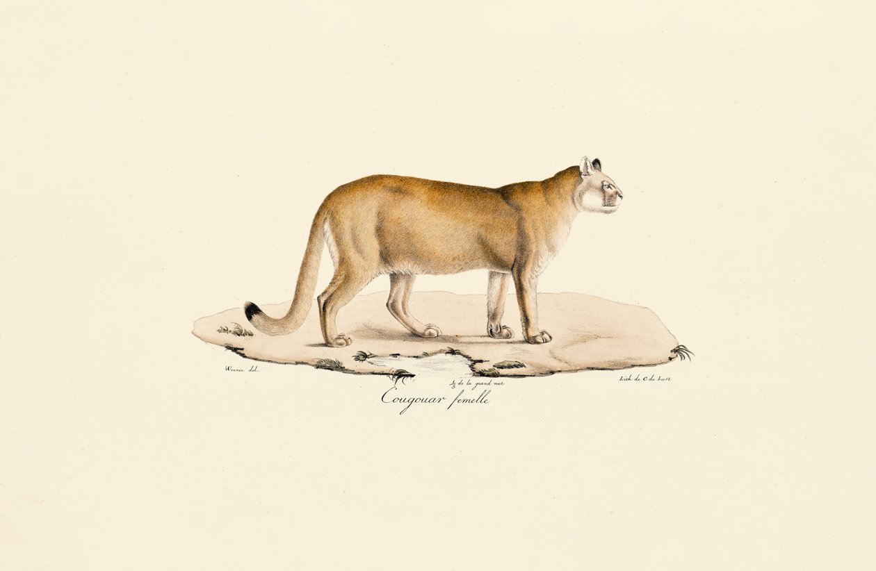 Puma, fêmea de Jacques Christophe Werner