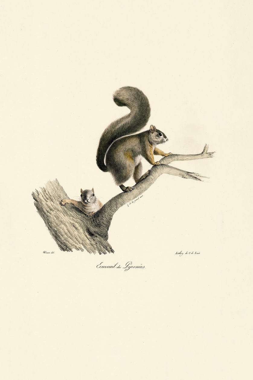 Esquilo dos Pirinéus com crias de Jacques Christophe Werner