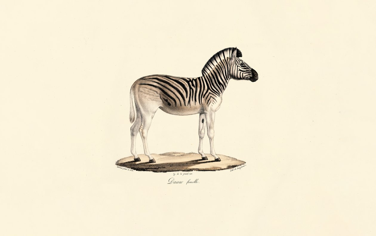 Quagga, fêmea de Jacques Christophe Werner