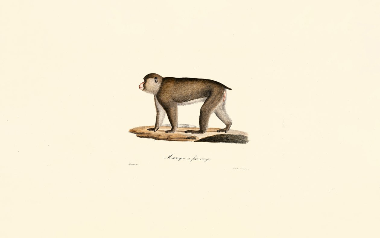 Macaque de cara vermelha de Jacques Christophe Werner