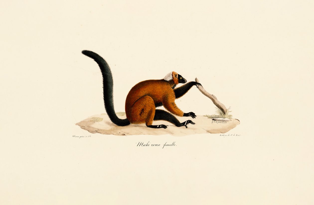 Lémure-de-testa-vermelha de Jacques Christophe Werner