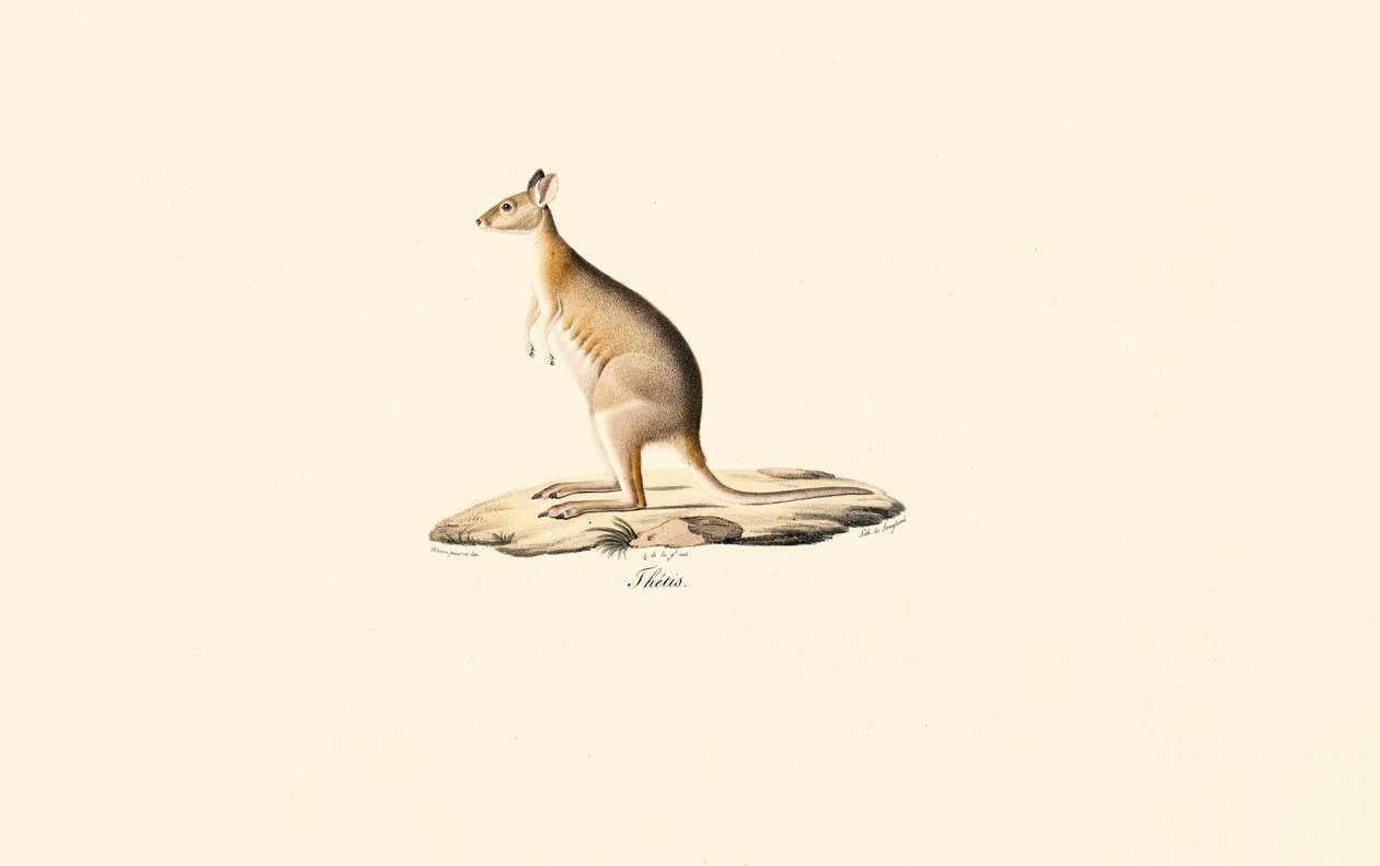 Pademelão de pescoço vermelho de Jacques Christophe Werner