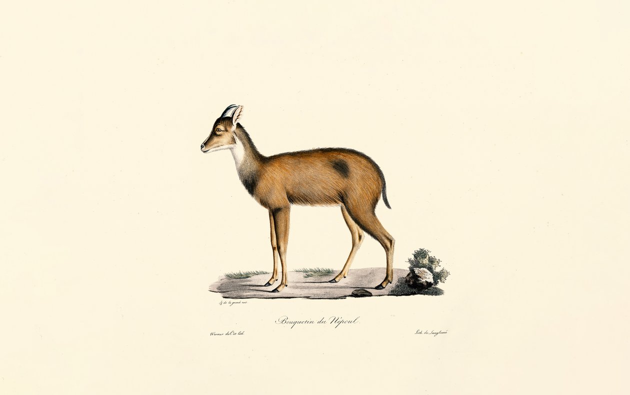 Mergulhador da Floresta Vermelha de Jacques Christophe Werner