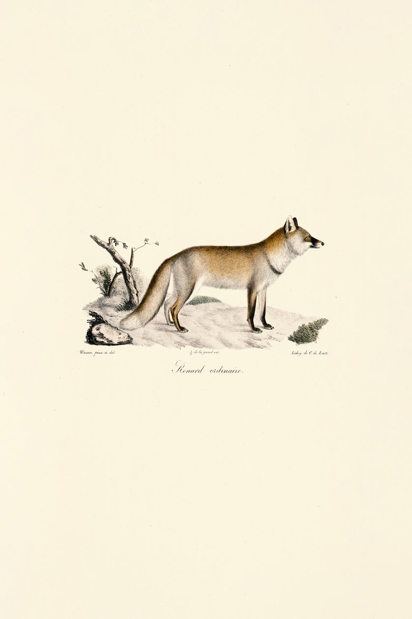 Raposa vermelha (Vulpes vulpes) de Jacques Christophe Werner