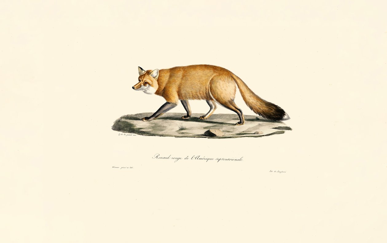 Raposa vermelha de Jacques Christophe Werner