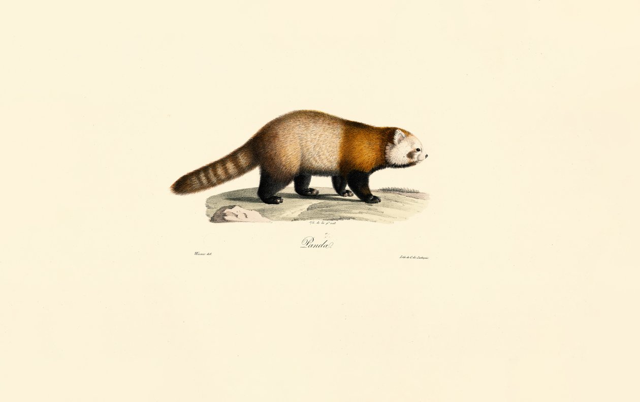 Panda-vermelho (Ailurus fulgens) de Jacques Christophe Werner