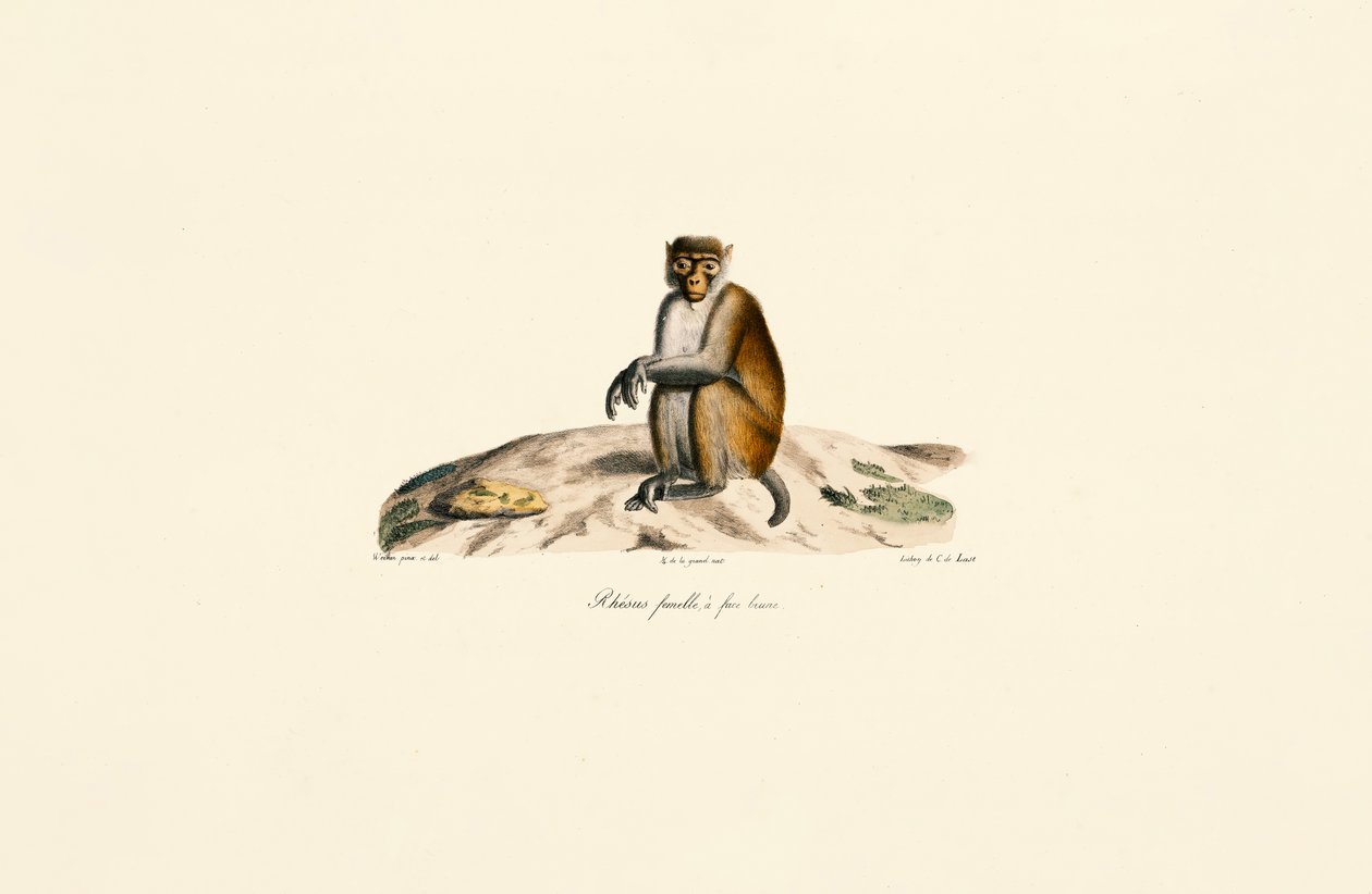 Macaque Rhesus (Macaca mulatta) de Jacques Christophe Werner