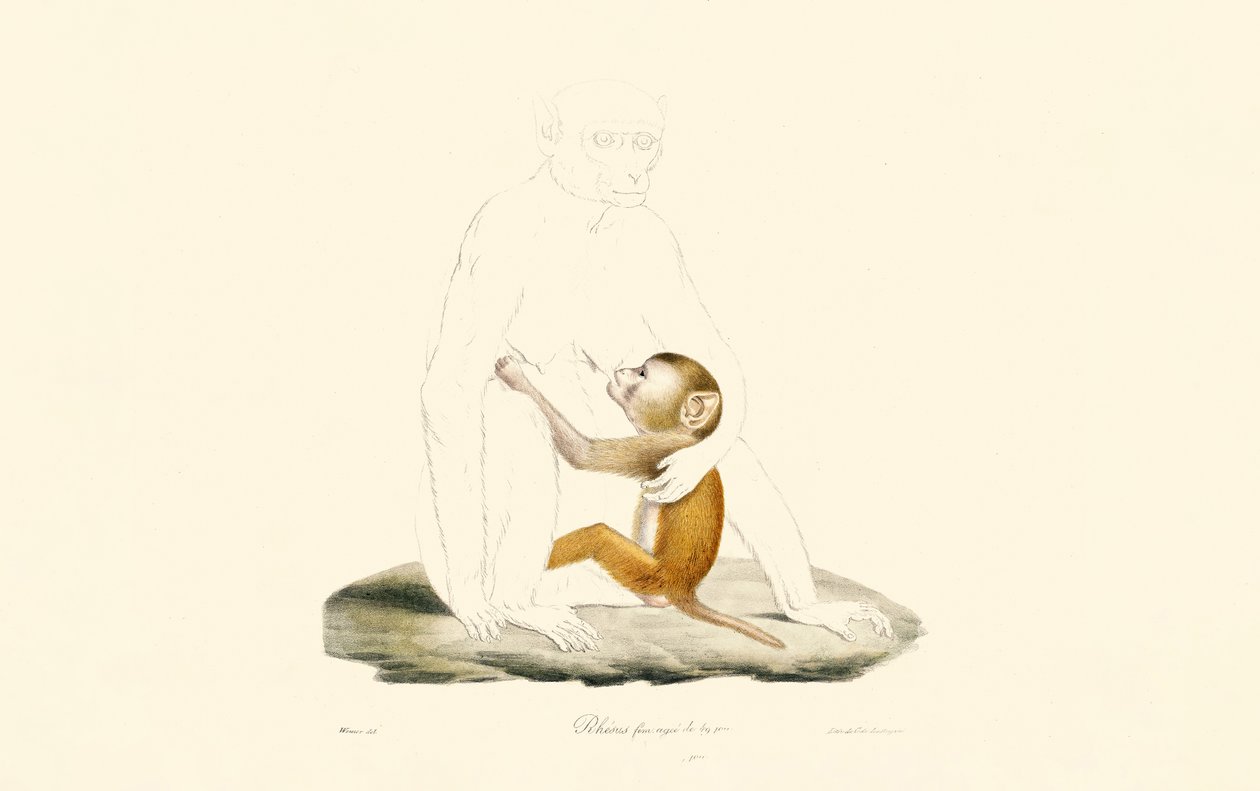 Rhesus Macaque Infant de Jacques Christophe Werner