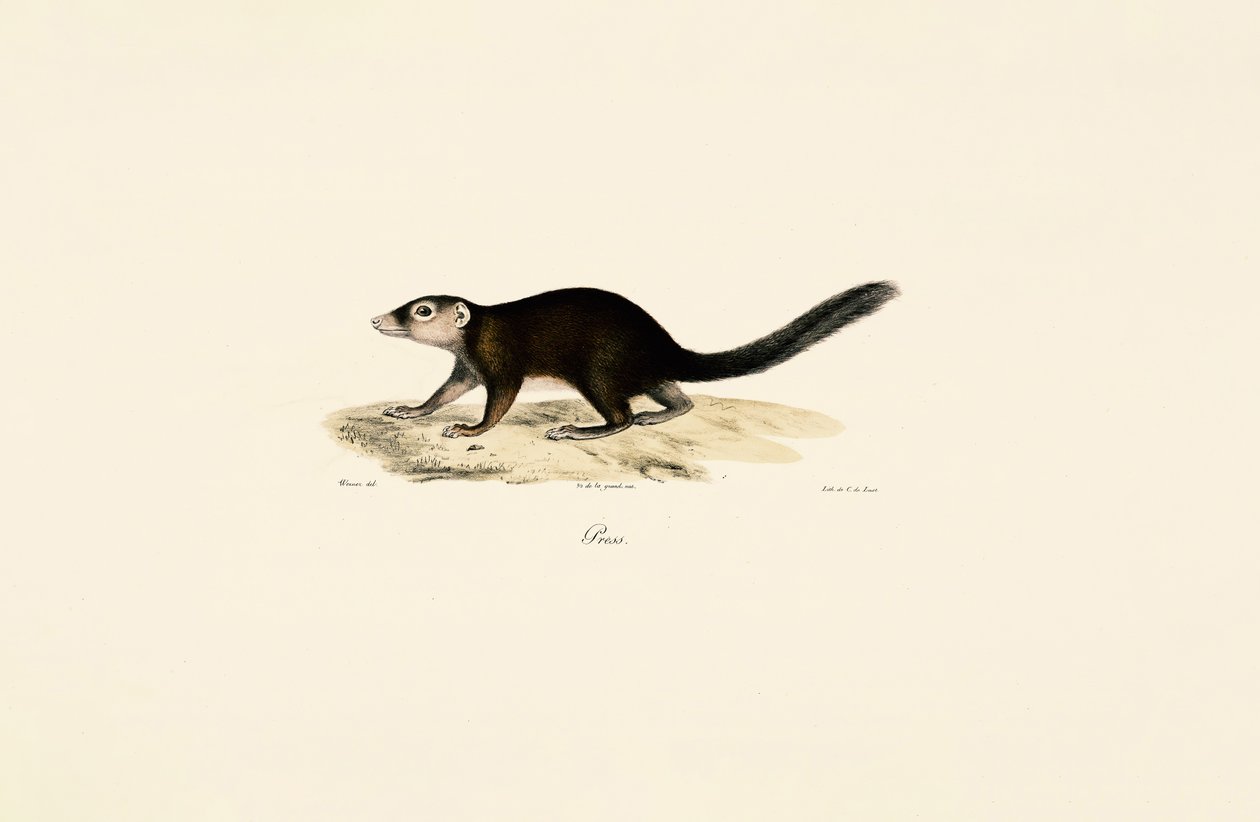 Vontsira-de-cauda-anelada de Jacques Christophe Werner