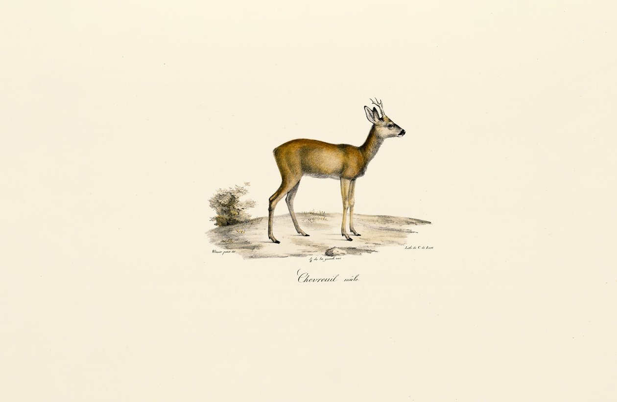 Veado-campeiro de Jacques Christophe Werner