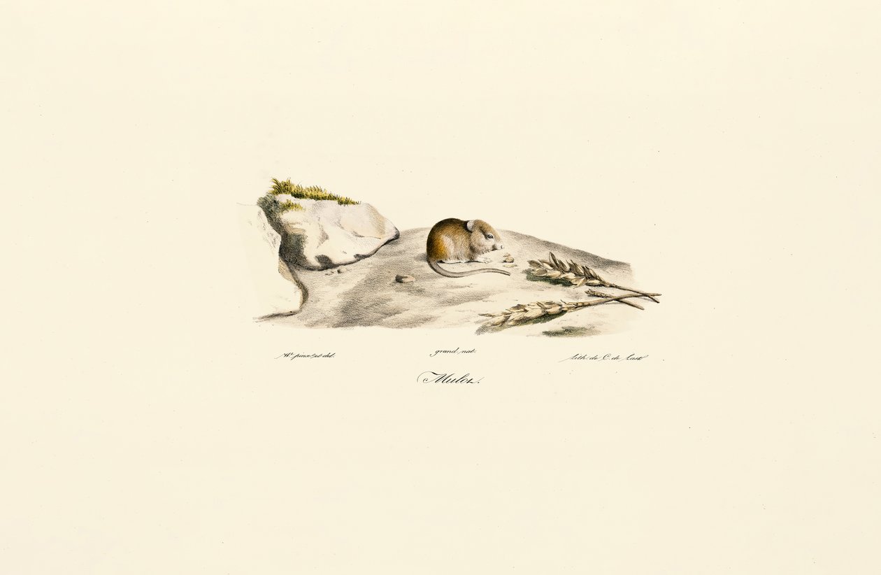 Jird de Shaw (Mérion) de Jacques Christophe Werner