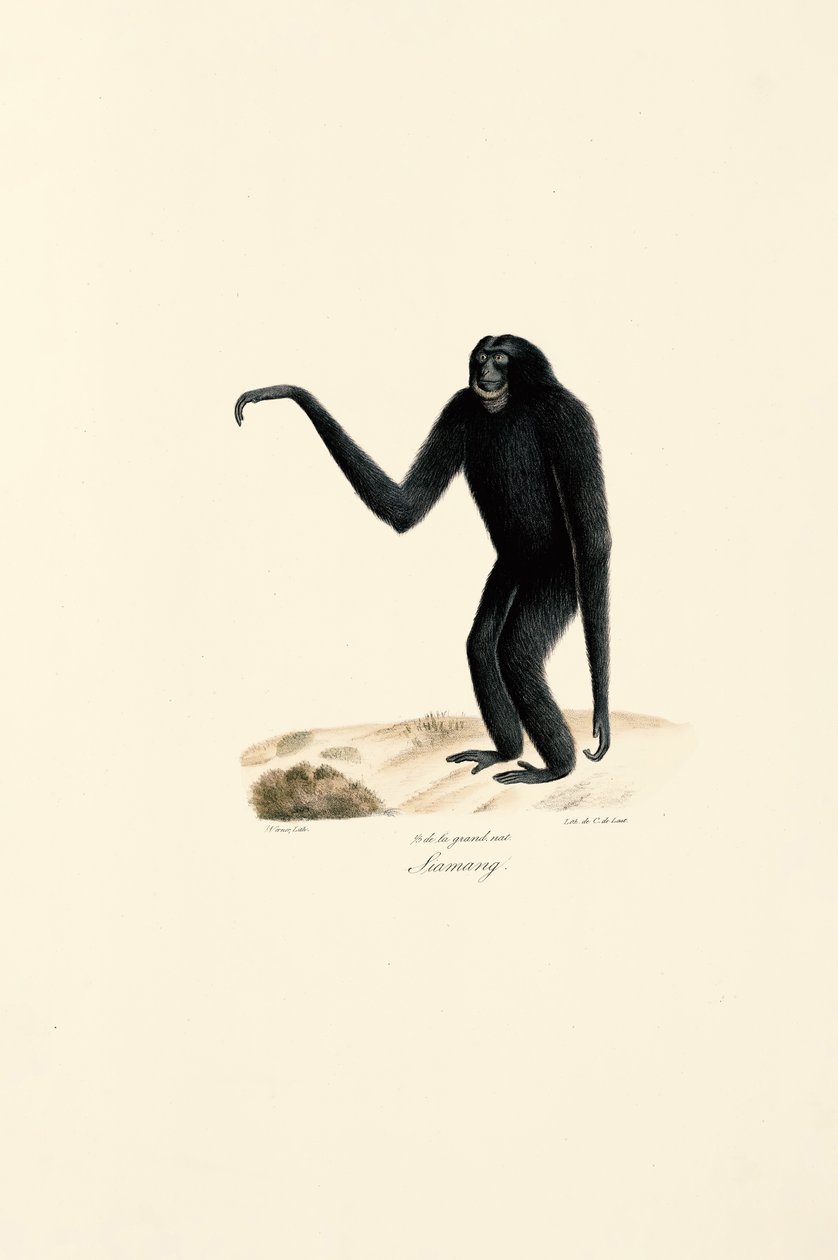 Siamang (Symphalangus syndactylus) de Jacques Christophe Werner