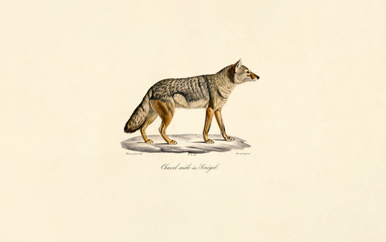 Chacal com riscas laterais do Senegal de Jacques Christophe Werner