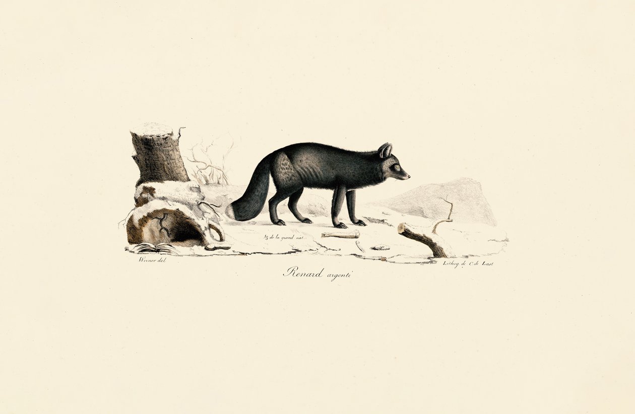 Raposa de prata de Jacques Christophe Werner