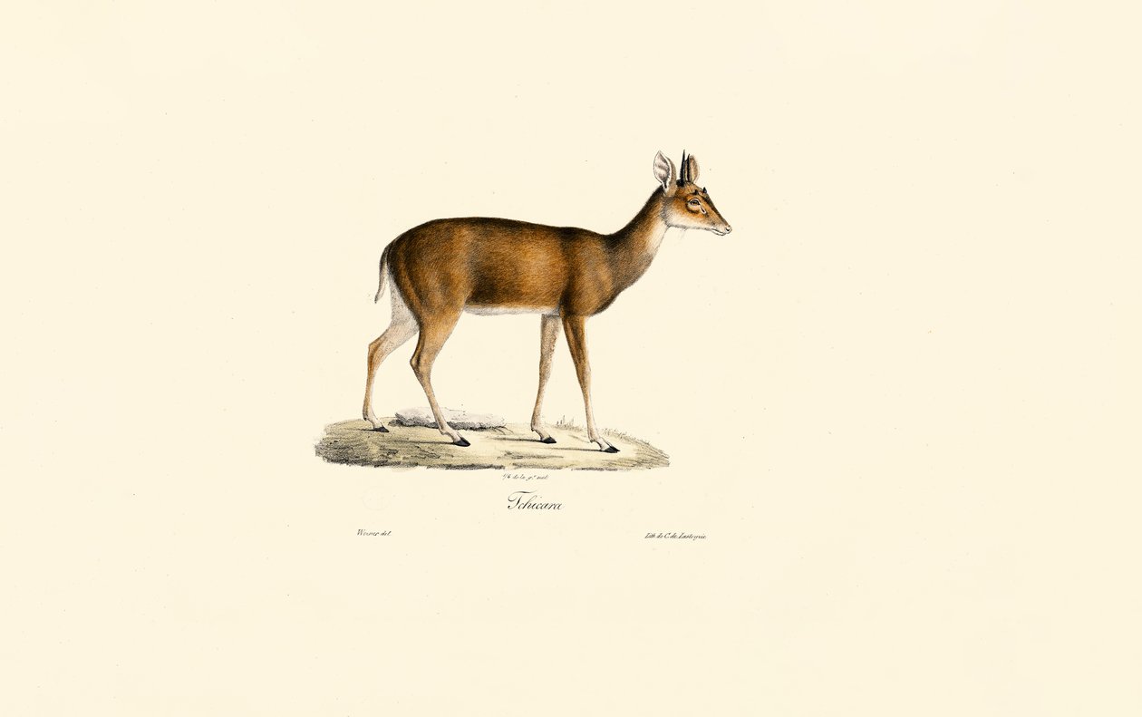 Sitatunga (Tachazan) de Jacques Christophe Werner