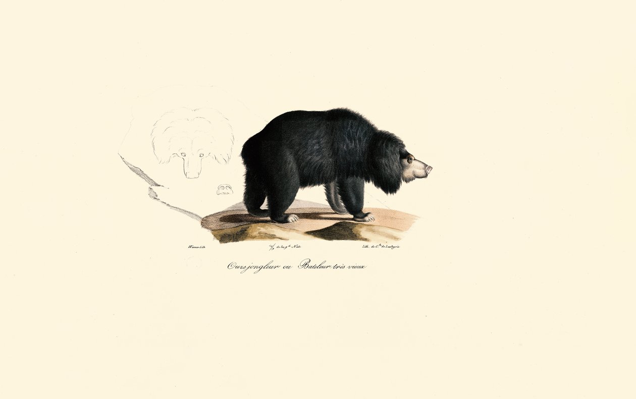 Urso-preguiça (Velho Urso Malabarista) de Jacques Christophe Werner