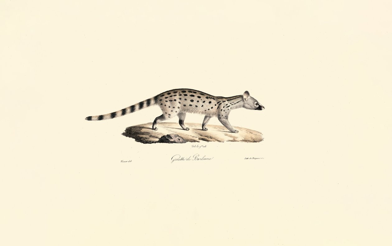 Geneta de manchas pequenas de Jacques Christophe Werner